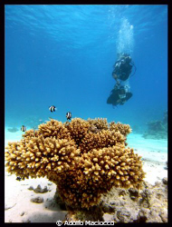 INTRODUCTORY DIVE AT THE GARDENS . by Adolfo Maciocco 